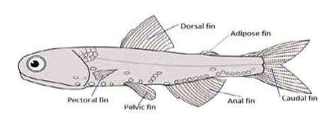 use of fins in fish|Fish Fins: Types, Modification and Functions .